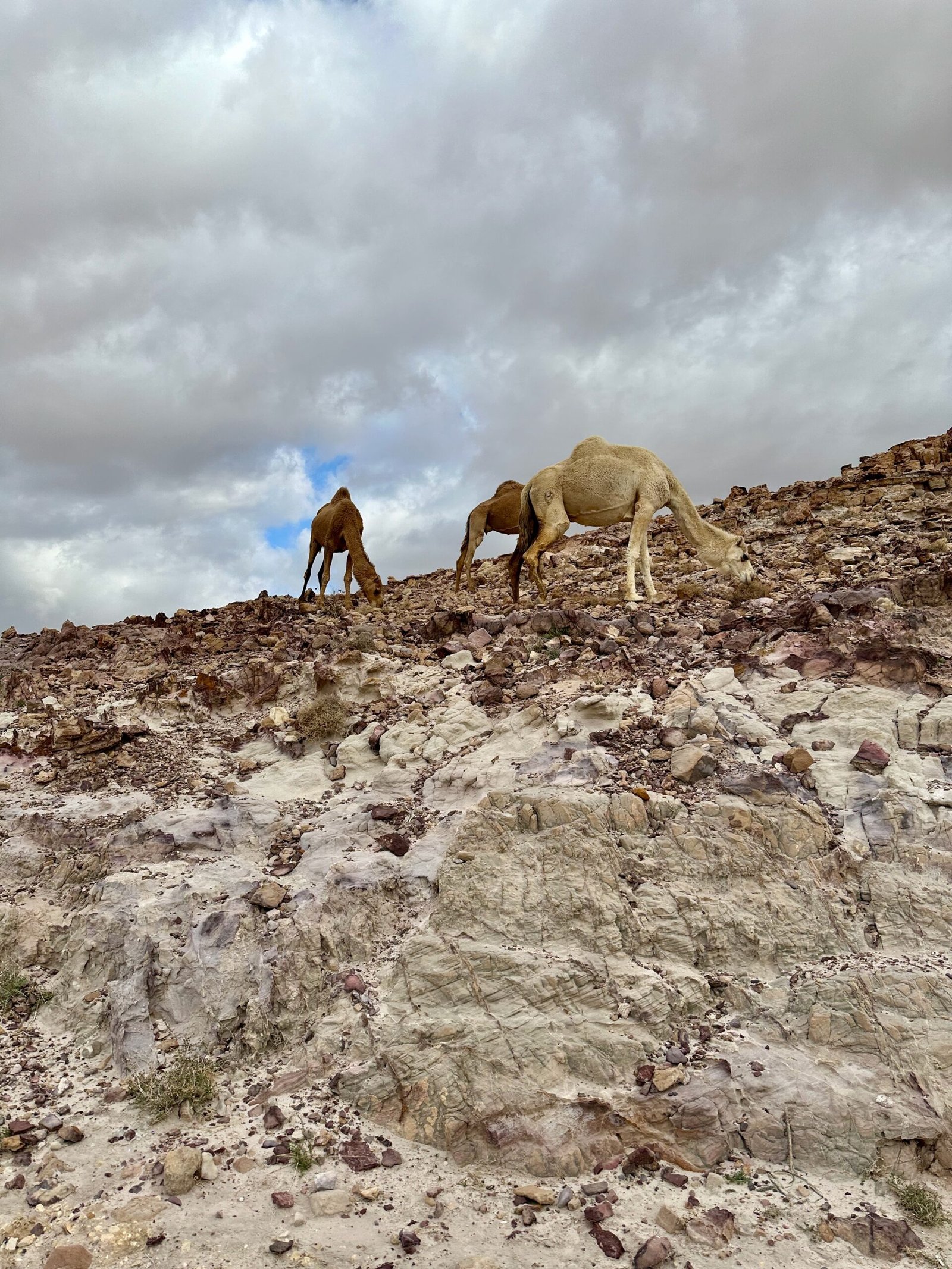 Camels grazing beside the road from Mount Nebo to the Dead Sea in Jordan, with a backdrop of desert landscape.